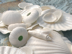 Sea Shells and Urchins, Bone China and Porcelain